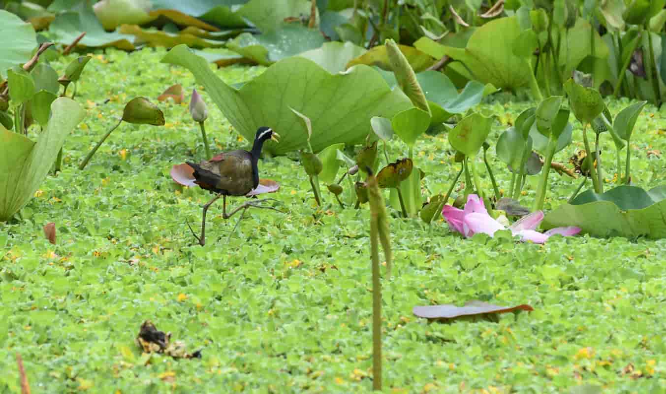 Tra Su Cajuput Forest and Sam Mountain gallery image 2