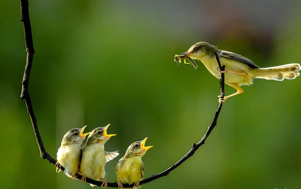 Vietnam Birding Tour