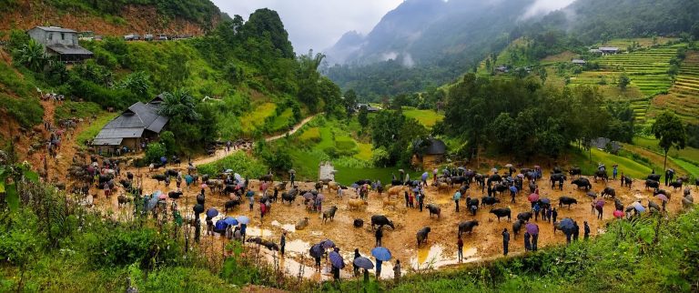 Sapa