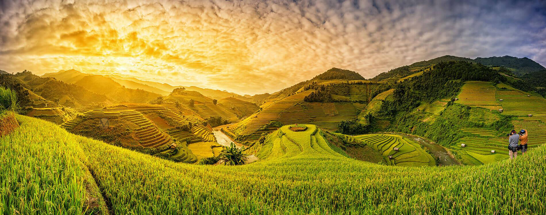 Golden rice terraces in northern Vietnam at sunset, surrounded by lush green mountains and a dramatic sky.